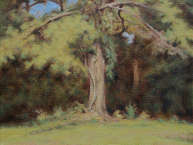 Helen's Pine